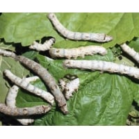 SILKWORM EGGS Bombyx mori  20 EGGS White variety